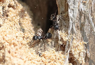 carpenter ant, pests