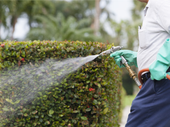 pest spraying, pest prevention