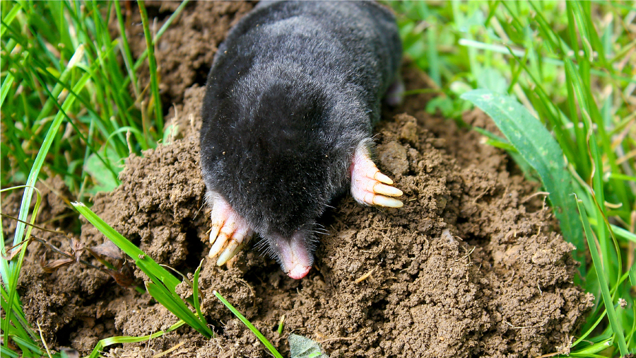 mole, mole removal service