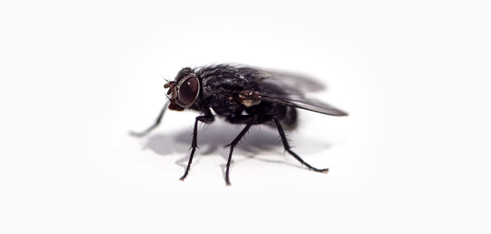 6 Gross Pest Facts We Bet You Didn’t Know