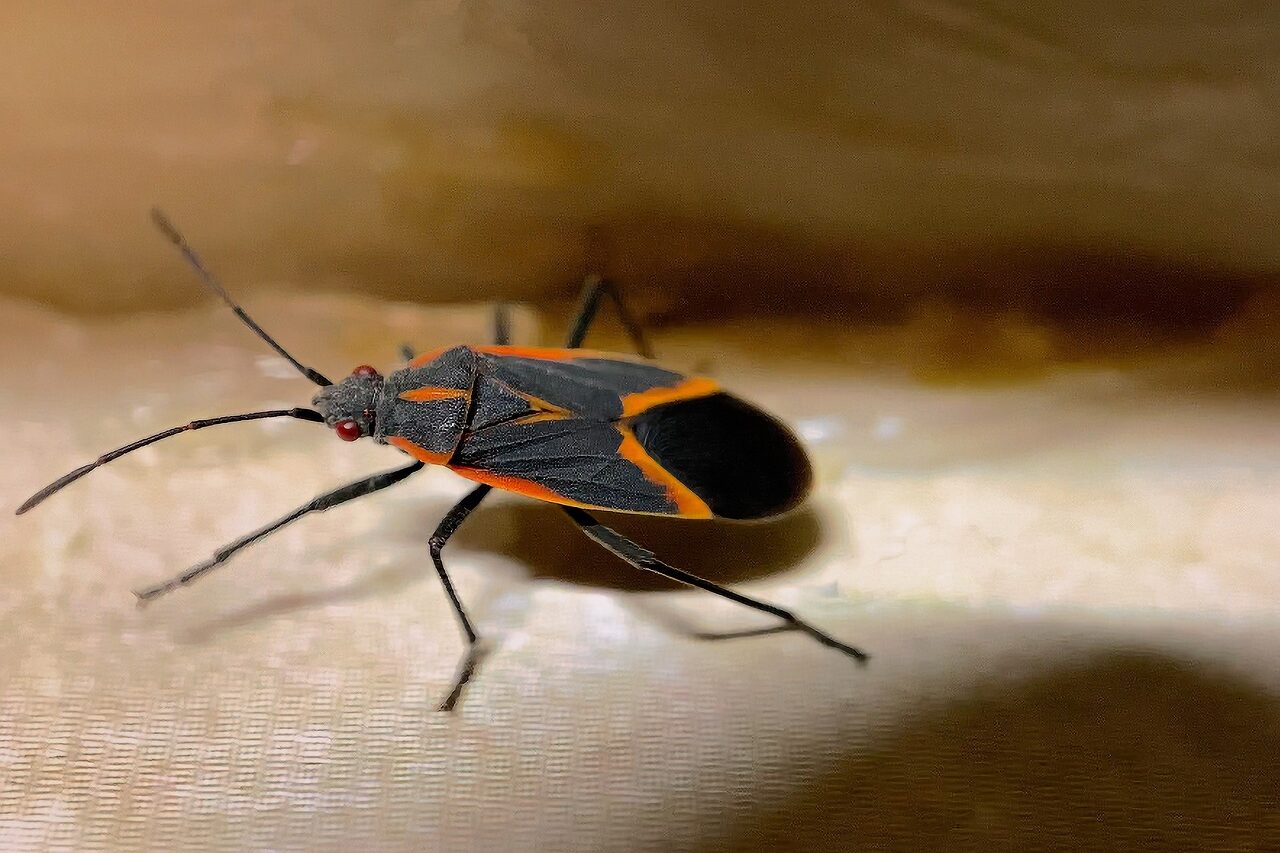 How to Get Rid of Boxelder Bugs: Advice from the Experts at <br>Valor Pest Solutions