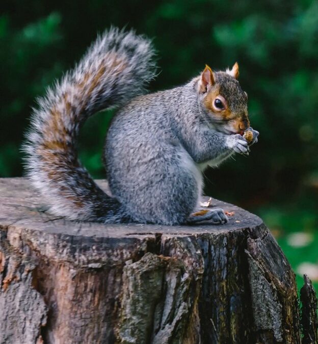squirrel. nature