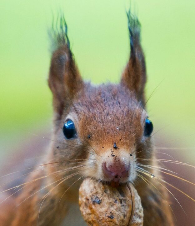 squirrel, squirrel with nut