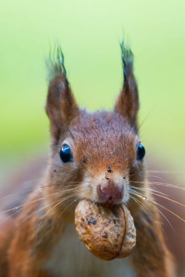 squirrel, squirrel with nut