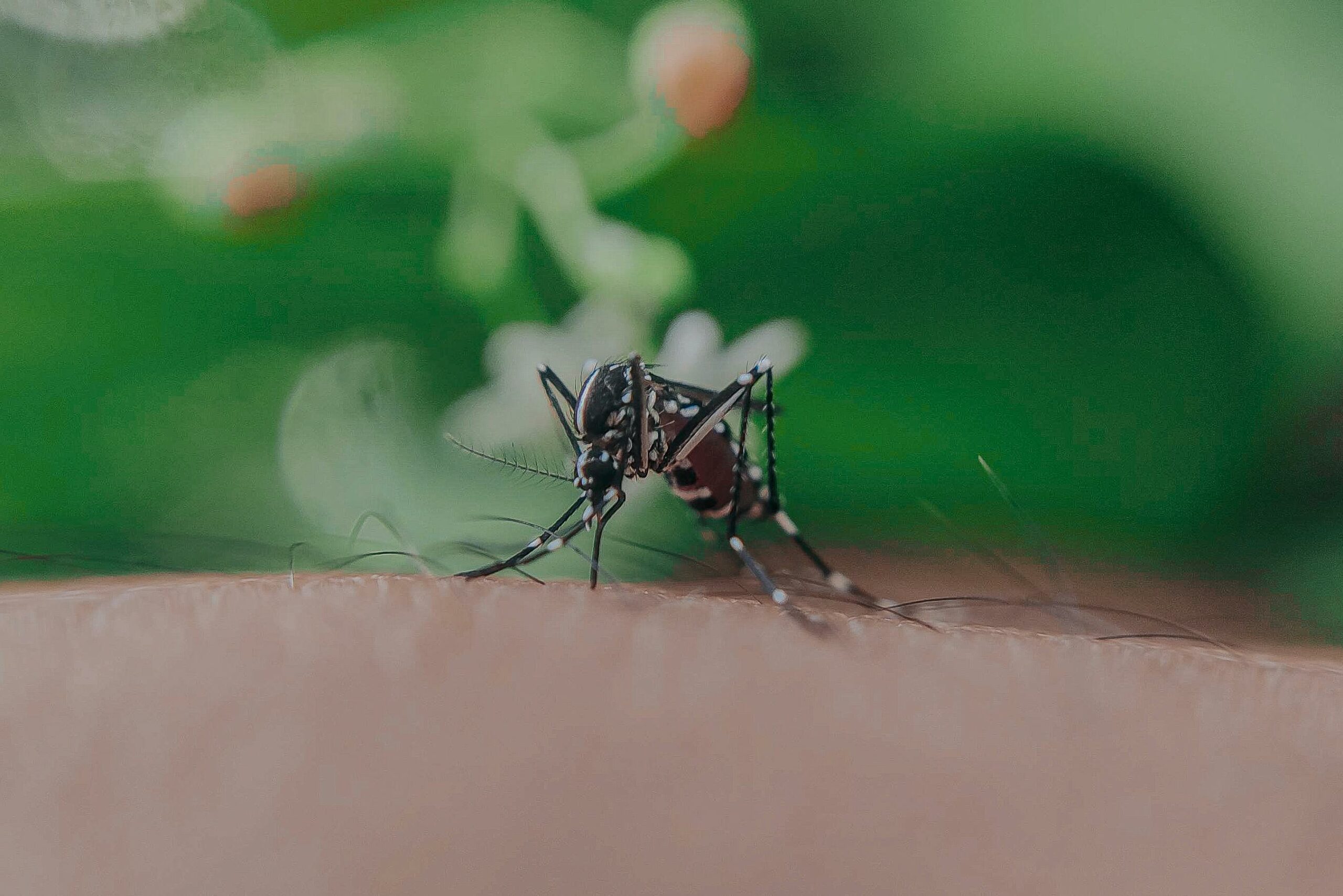 Mosquitoes Are Here: How You Can Take Care of the Problem Now