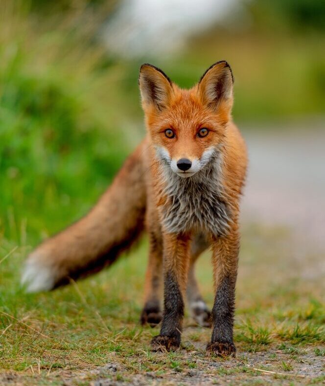 Fox Removal